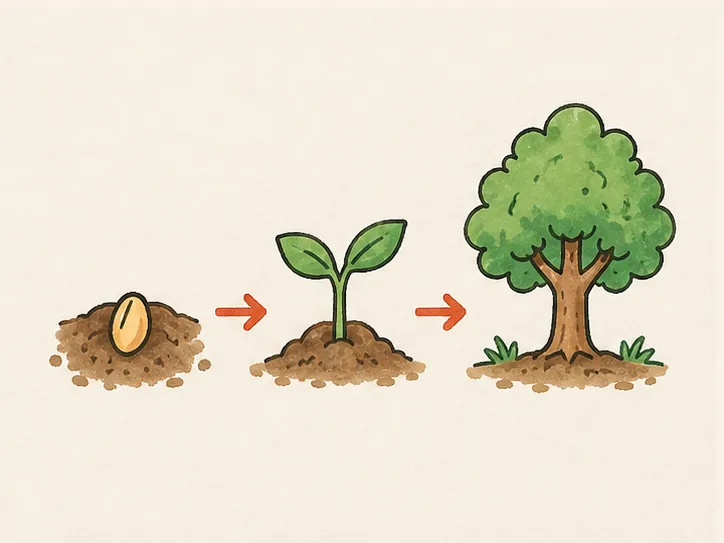 How a seed grows